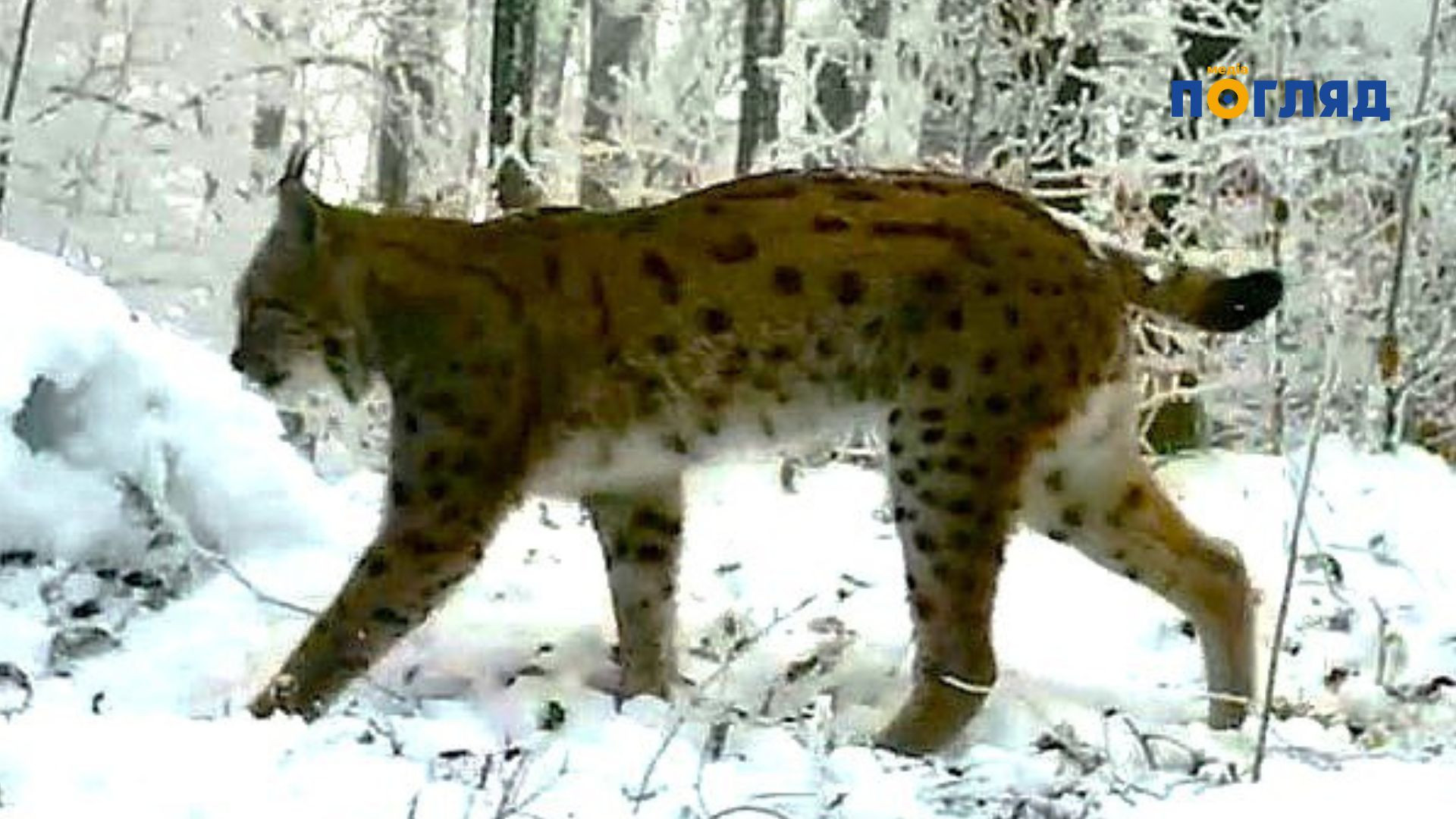 У нацпарку на Закарпатті виявили сім рідкісних рисей (ФОТО) - зображення